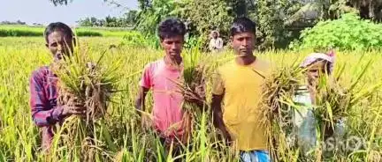 নগৰবেৰা: সুখোৱাৰঝাৰ অঞ্চলত শতাধিক কৃষকৰ ধান খেতিত ওলাইছে পতান, ক্ষোভ প্ৰকাশ ভুক্তভোগী কৃষকৰ #jansamasya
