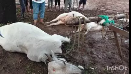 चंद्रपूर: वडगाव शेतशिवारात वीज कोसळून दोन बैल ठार