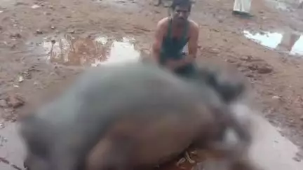कालापीपल: कालापीपल थाना क्षेत्र में आकाशीय बिजली गिरने से धूबोटी व खोकराकला में 2 भैंसों की मौत