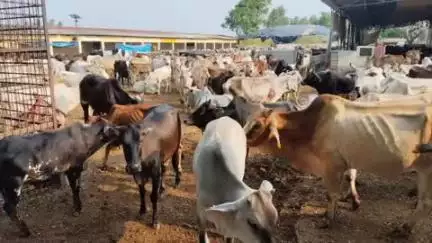 पीलीभीत: देवीपुर गौशाला का निरीक्षण करने पहुंचे किसान नेता, गोवंशीय पशुओं को धूप में रखने पर जताई चिंता