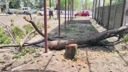 रायसेन: रायसेन में नीम के पेड़ की कटाई का विरोध, विकास समिति 17 जून को ऑक्सीजन पार्क में करेगी वृक्ष श्रद्धांजलि कार्यक्रम