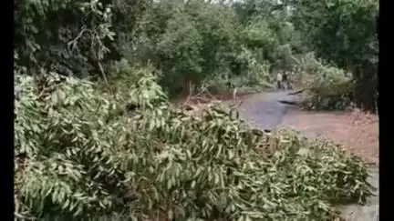 पाली: घटवार मार्ग स्थित ग्राम बछलापुर के पास तेज आंधी और बारिश में लगभग दो दर्जन पेड़ धराशाई, वाहनों का लगा लंबा जाम