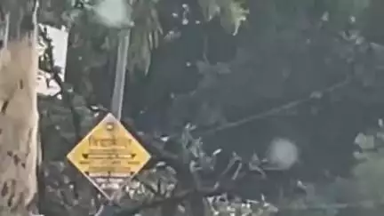 गगरेट: गगरेट क्षेत्र के कई गांवों में बिजली की तारों पर पेड़ गिरने से विद्युत आपूर्ति सुचारु करने में जुटा विद्युत बोर्ड