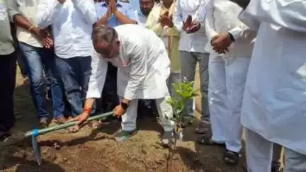 बुलढाणा: जवळा बाजार येथे ५० हजार देशी वृक्ष लागवड व संगोपन उपक्रम