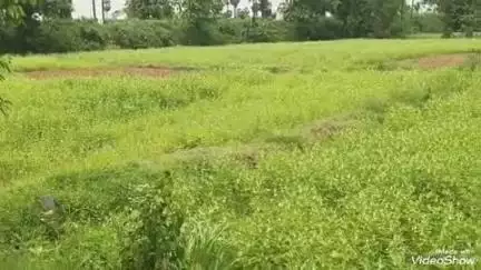గజపతినగరం: గంట్యాడ మండలంలో ఆశాజనకంగా నువ్వు పంట, వాతావరణ సమ పరిస్థితులతో పూత దశలో ఆరోగ్యంగా చేలు