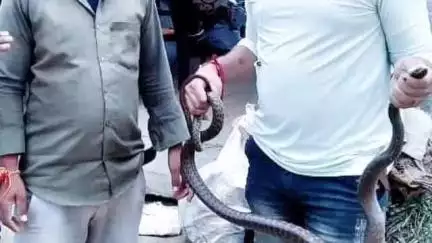 बड़ी सादड़ी: बड़ी सादड़ी क्षेत्र में एक मकान में निकला जहरीला सांप, सर्प प्रेमी ने किया सुरक्षित रेस्क्यू