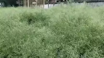 আলিপুরদুয়ার ২: যশোডাঙা গ্রামীণ হাসপাতাল চত্বর ভরে গিয়েছে পার্থেনিয়াম গাছে, স্বাস্থ্য দপ্তরের বিরুদ্ধে উদ্যোগ না নেওয়ার অভিযোগ