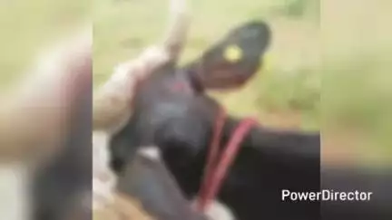 ಗುಂಡ್ಲುಪೇಟೆ: ಕೆಬ್ಬೇಪುರದಲ್ಲಿ ಹಾಡುಹಗಲೇ ಹುಲಿ ದಾಳಿ, ಅದೃಷ್ಟವಶಾತ್ ಹಸು ಪಾರು