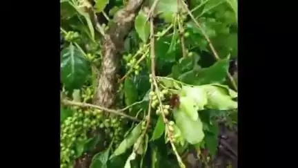 ಸಕಲೇಶಪುರ: ಗೊದ್ದು ಗ್ರಾಮದಲ್ಲಿ ಕಾಡಾನೆ ದಾಳಿಗೆ ಅಪಾರ ಪ್ರಮಾಣದ ಬೆಳೆ ನಾಶ