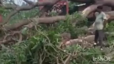 सोहावल: मुबारकगंज में काटे गए फलदार आम के वृक्ष पर वन विभाग ने लगाया ₹5500 का जुर्माना