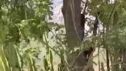 जयसिंहनगर: गजनी में अज्ञात कारणों से युवक ने पेड़ से लटककर की आत्महत्या, पुलिस ने मर्ग कायम किया