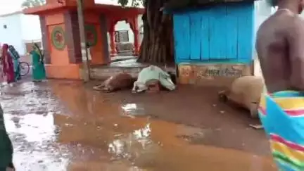 साजा: बिरेभाट में आकाशीय बिजली गिरने से 7 गायों की हुई मौत, ग्रामीणों में शोक का माहौल