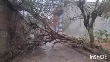 बांसवाड़ा: चिड़ियावासा सहित आसपास के क्षेत्र में आधे घंटे तक तेज तूफानी बारिश, पेड़ गिरे और विद्युत लाइने टूटी