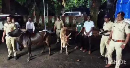 संगमेश्वर: मुर्शी चेकपोस्ट येथे गोवंश वाहतूक करणारी बोलेरो पकडली; ३ लाख ७३ हजाराचा मुद्देमाल केला जप्त