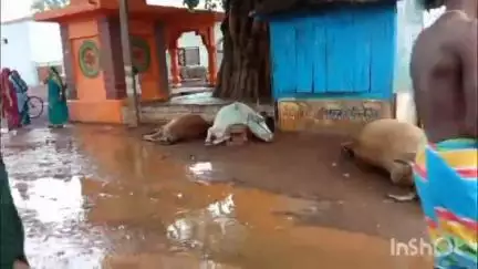 धमधा: धमधा थाना क्षेत्र के ग्राम बिरेभांट में बिजली गिरने से लगभग 7 गायों की हुई मौत