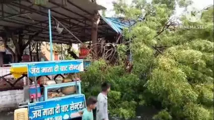 नीमच नगर: नीमच: आंधी और बारिश से पिपली चौक पर पेड़ गिरा, ठेला क्षतिग्रस्त