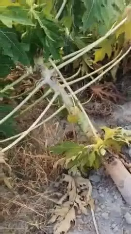 वैशाली: वैशाली प्रखंड में जंगली सूअर ने पपीता की फसल बर्बाद की, किसान परेशान