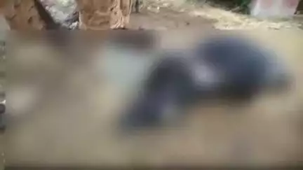 दलौदा: मंदसौर के नाहरगढ़ थाना क्षेत्र कयामपुर में आकाशीय बिजली गिरने से कुएं पर बंधी दो गायों की मौत