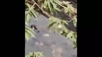 हवेली: वडगाव धायरी येथील ब्रीज खाली कॅनॉल च्या पाण्यात अज्ञात व्यक्तीचा मृतदेह आढळला