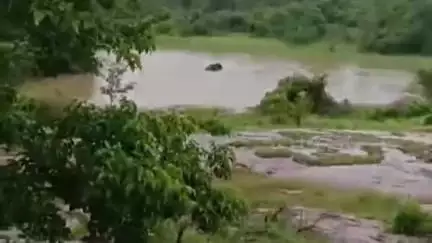 தேன்கனிகோட்டை: பசவனபுரம் ஏரியில் நீண்ட நேரம் குளித்து மகிழ்ந்த 4 யானைகள்: கர்நாடகா - தமிழ்நாடு மாநில எல்லையில் வனத்துறையினர் தீவிர கண்காணிப்பு