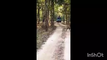 बिछिया: कान्हा टाइगर रिजर्व में बाघिन और उसके चार शावक आए नजर, पर्यटकों ने बनाया वीडियो, सोशल मीडिया पर वायरल