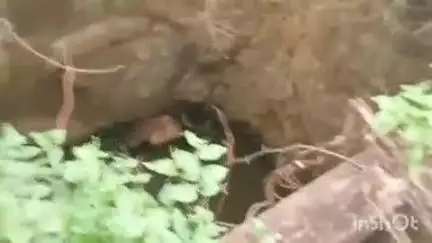 खेरवाड़ा: भाणदा पंचायत के गोगरवाड़ा गांव में बिना मुंडेर के कुएं में गिरे 2 बैल, एक बैल की हुई मौत व दूसरे को क्रेन से निकाला बाहर