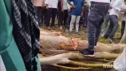 कुलपहाड़: महुआ गांव के पास हाईवे पर तेज आंधी-तूफान में गिरे पेड़, वाहन घंटों तक फंसे रहे