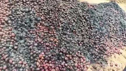 ओसियां: पड़ासला गांव में ट्रांसफार्मर फटने से किसान के खेत में फसल में लगी आग