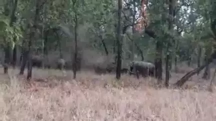 मानपुर: बाँधवगढ़ टाइगर रिजर्व के जंगलों में जंगली हाथियों की सक्रियता से पार्क प्रबंधन अलर्ट