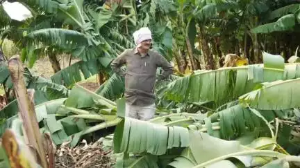 अचलपूर: अचलपूरात वादळी पावसामुळे शेतपिकांचे नुकसान; आमदार प्रवीण तायडे यांनी केली विविध गावात प्रत्यक्ष पाहणी