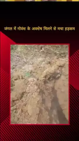 मेरठ: भावनपुर क्षेत्र के पँचगाव के जंगलों में मिले गोवंश के अवशेष, आरोपियों की तलाश में जुटी पुलिस