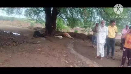 अमरवाड़ा: अमरवाड़ा के गाडरवारा सिमरिया में आकाशीय बिजली गिरने से पशुओं की मौत, किसानों ने मुआवजे की गुहार लगाई