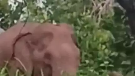 പത്തനാപുരം: സൗരോർജ വേലിക്കും രക്ഷയില്ല, കടശ്ശേരി ആനകളുടെ വിഹാരകേന്ദ്രം #localissue
