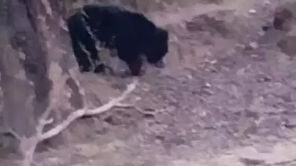 कोटा: ग्राम तुमाडबरा में 1 माह से भालू कर रहा है विचरण, आम-जाम खाकर भरता है पेट, लोगों को नहीं करता परेशान