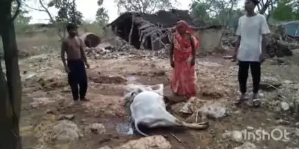 कुक्षी: कुक्षी तहसील के भत्यारी एवं बावड़ियां गांव में आकाशीय बिजली गिरने से एक गाय व एक बैल की मौत