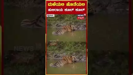 #shorts | Tiger Spotted At Kabini Backwaters | ಮಳೆಯಲಿ ಜೊತೆಯಲಿ ಹುಲಿರಾಯ ಕೂಲ್ ಕೂಲ್ | N18S
