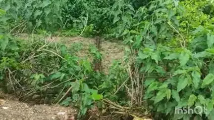 बागेश्वर: मंडलसेरा में बिजली के पोल गिरने से बिजली गुल, जिले के आधे हिस्से में बिजली की आपूर्ति ठप