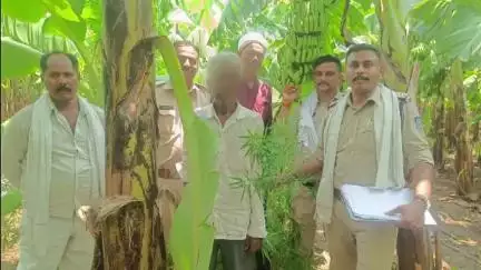 बुरहानपुर नगर: बुरहानपुर: मेंथा खारी में अवैध गांजे की खेती करने वाला आरोपी शाहपुर पुलिस द्वारा गिरफ्तार