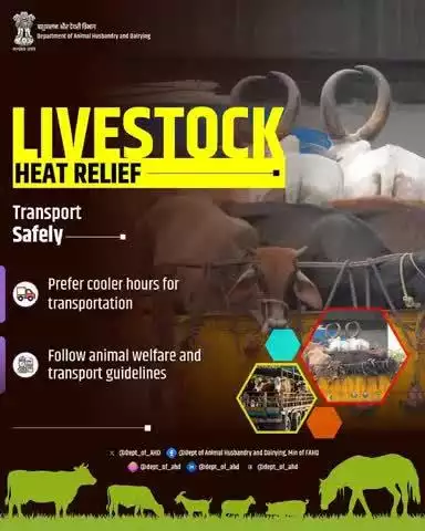 Livestock Heat Relief
 Transport Safely
Transport animals during cooler hours and always follow animal welfare guidelines to reduce stress and heat-related issues.
#AnimalTransport #LivestockCare #HeatRelief