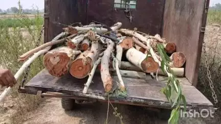 जलालाबाद: खंडहर में ग्राम समाज की जमीन पर खड़े यूकेलिप्टस के पेड़ काटने के आरोप में पुलिस ने तीन लोगों पर दर्ज किया मुकदमा