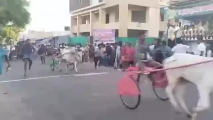 மொடக்குறிச்சி: லக்காபுரம் பகுதியில் குதிரை மாடு என ரேக்ளா பந்தயம் நடைபெற்றது இதில் ஏராளமான குதிரை மாடுகள் கலந்து கொண்டனர்