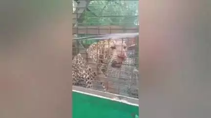 ধূপগুড়ি: নাগেশ্বরী  চা বাগানে খাচায় বন্দী হল একটি  চিতাবাঘ, এলাকায়   চাঞ্চল্য