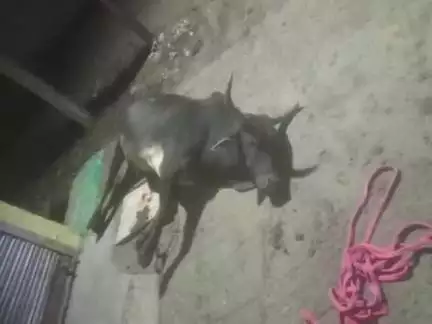 मुंगावली: अज़ीज़ कॉलोनी में बिजली के खंभे से चिपकने से गाय की मौत, लोगों ने हटाया