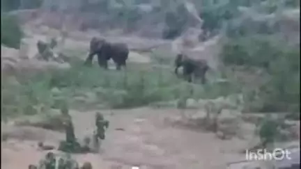 जैतहरी: जंगल के दिग्गज फिर लौटे: चोलना में दिखा चार हाथियों का दल, वन विभाग अलर्ट