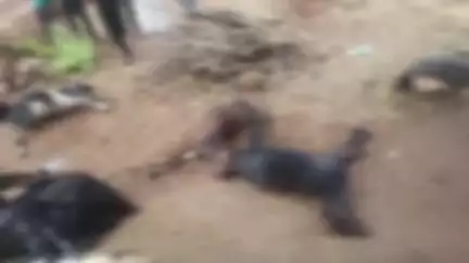 तालबेहट: टोरिया गांव में जोरदार बारिश के बीच आकाशीय बिजली गिरने से करीब 15 बकरियों की हुई मौत, अधिकारी जांच में जुटे