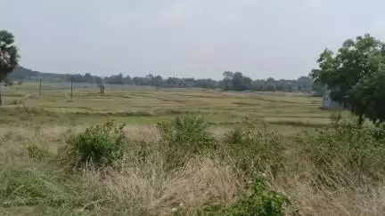 পুরুলিয়া ২: বৃষ্টির অভাবে বীজতলা দেওয়া যায়নি, আমন ধান চাষ নিয়ে সমস্যায় পুরুলিয়ার চাষিরা#jansamasya