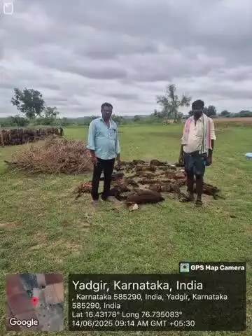 ಶೋರಾಪುರ: ದೆವಾಪುರ ಗ್ರಾಮದಲ್ಲಿ ಕುರಿ ದೊಡ್ಡಿಗೆ ನಾಯಿಗಳು ದಾಳಿ ಮಾಡಿ, 25 ಕುರಿಗಳು ಸಾವು
