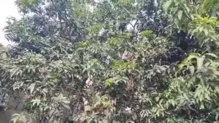 মুরারই ১: দাম পাচ্ছেনা আমের রাজগ্রামে ব্যাপক লসের মুখে আম চাষিরা #jansamasya