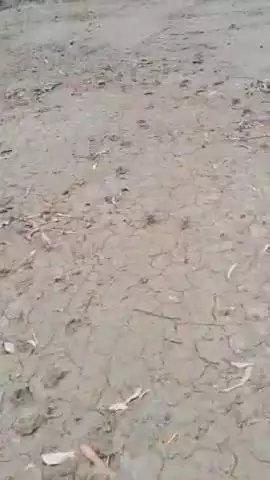 gram chak gajrula tassel Tanda  gela rampur