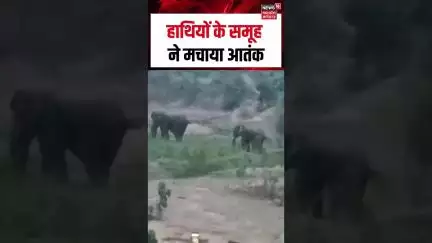 Viral Video: हाथियों के समूह ने मचाया आतंक | Elephant | Forest | Wildlife | Shorts | N18S |
